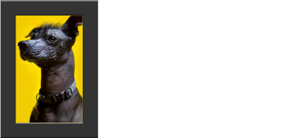 FrenPhotos Pet Photographer Logo